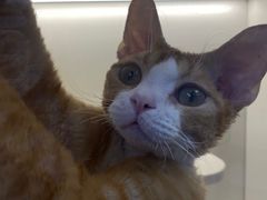 -小猫来了·猫舍(红山六九七九店)