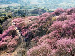 -新建村梅花