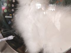 -糯米喵星人总部直营旗舰店·猫舍·幼猫出售