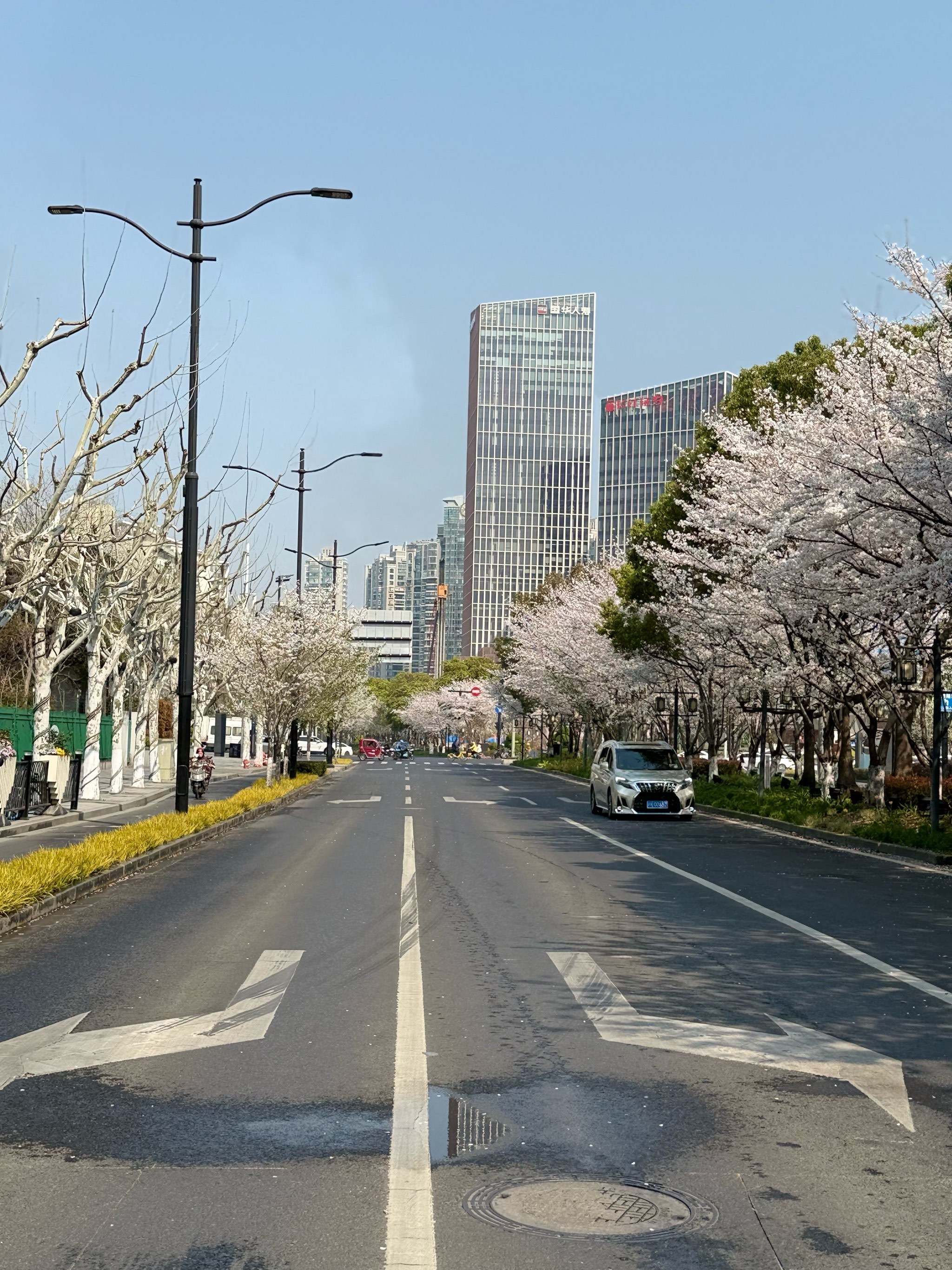 樱花绽放,快来北外滩赏樱啦!