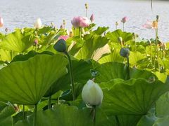 -莲花池公园