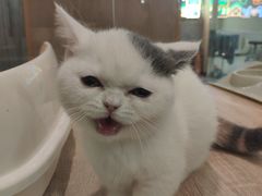 -BABIT巴比特宠物(MOMOPARK店)