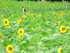 -光明小镇欢乐田园