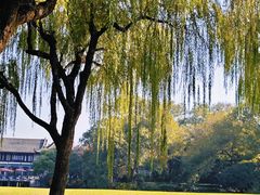 -柳浪闻莺公园