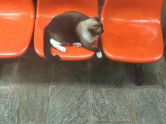 -猫咪博物馆(顶澳仔猫街店)