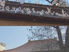 -西安大兴善寺