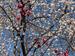 -桃花堤公园