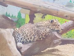 -广州长隆野生动物世界