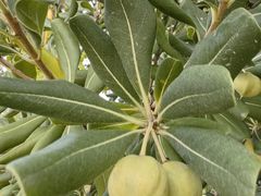 -胡安之家烤肉馆