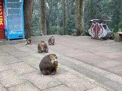 -峨眉山风景名胜区