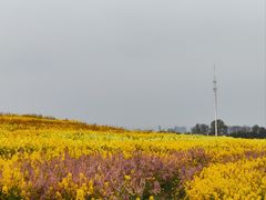 -白鹭湾湿地公园