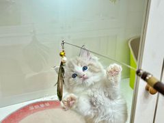 -青奢宠物·青奢猫舍