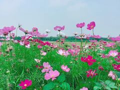 -空港花田景区