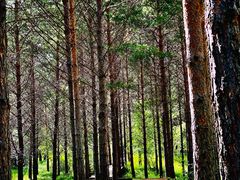 -塞罕坝国家级自然保护区