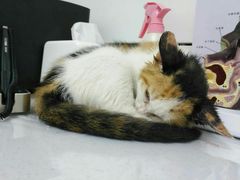 -宠颐生动物医院·心脏科·保险定点(锦阳分院)