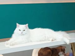 -飞行喵MR PILOT|猫舍·猫咖(静安大融城店)