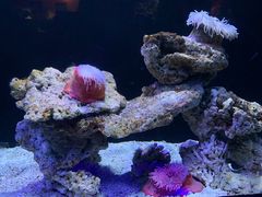 -海合安天津极地海洋公园