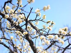 -梅花山(明孝陵内)