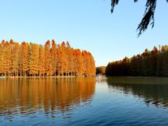 -上海海湾国家森林公园