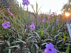 -白塘生态植物园