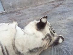 -泉州海丝野生动物世界