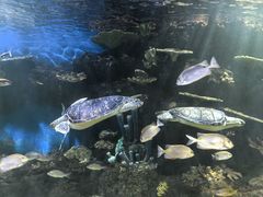 -华夏文旅海洋公园