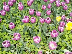 -洛阳郁金香牡丹园