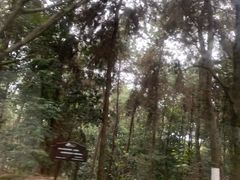 -铁山坪森林公园