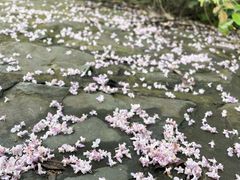 -桃花岭景区