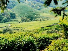 -龙坞茶村