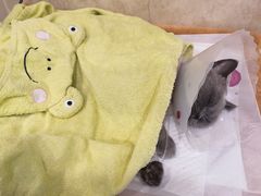 -宠爱国际动物医院· 猫科· 外科·中兽医(长白店)