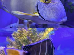 -上海海昌海洋公园