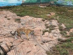 -西霞口神雕山野生动物世界