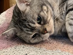 -猫猫幼稚园·撸猫·桌游·电玩