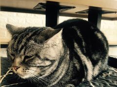 -平行世界·猫咖(首经贸店)