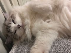 -宠福鑫康馨动物医院·骨科·眼科