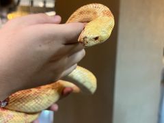 -帕帕拉兹宠物(亚洲旗舰店)