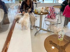 -共舞时光猫咖·狗咖(新街口店)