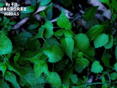 -溪口-滕头旅游景区