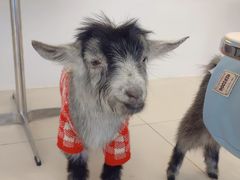 -怪兽屋·羊驼·猫咖·狗咖(俊华广场店)