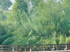 -溱湖国家湿地公园