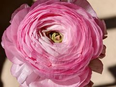 -溪岸路花鸟市场