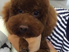 -翊宠yipet猫狗购宠庄园犬舍•猫舍