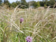 -野鸭湖国家湿地公园
