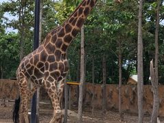 -清迈夜间动物园