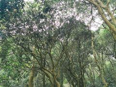 -梧桐山风景名胜区