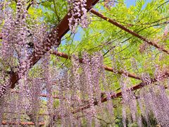 -嘉定紫藤园