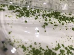 -お茶本部。珍珠奶茶专卖店