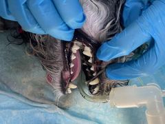 -关爱动物医院·心脏·中兽医·异宠(金牛路分院)