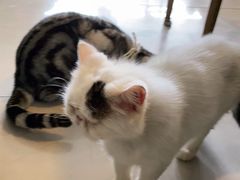 -平行世界·猫咖(首经贸店)